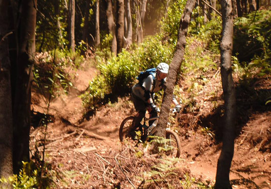 bike tour through Tenerife forest