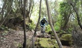 mountain bike tour through Tenerife forests