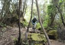 mountain bike tour through Tenerife forests