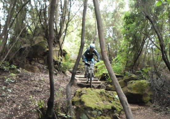 mountain bike tour through Tenerife forests