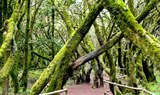 Laurel forest of La Gomera.jpeg