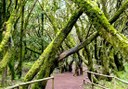 Laurel forest of La Gomera.jpeg