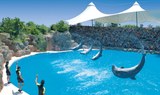 dolphin show at Loro Park