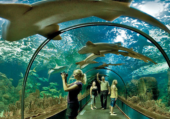 shark tunnel in Loro Parque