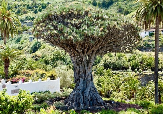 Icod de los Vinos Dragon Tree.jpg