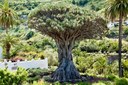 Icod de los Vinos Dragon Tree.jpg