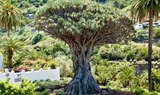 Icod de los Vinos Dragon Tree.jpg