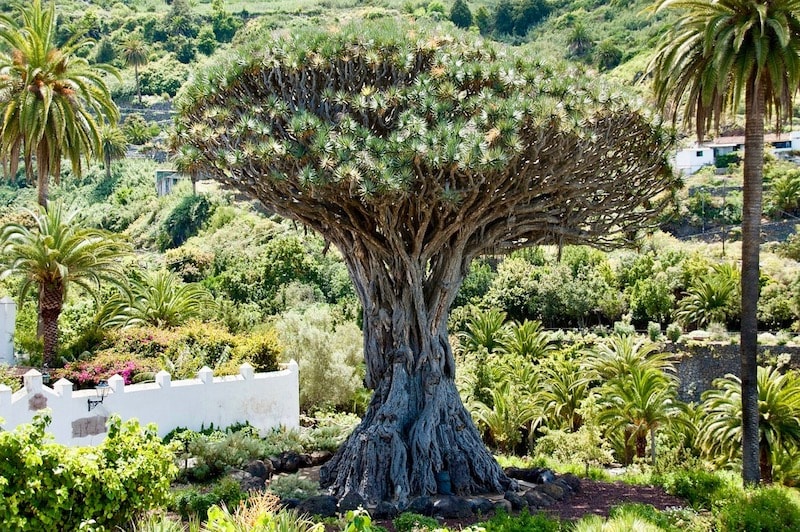 Icod de los Vinos Dragon Tree.jpg