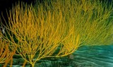 see colorful marine life via PADI open water adventure in Tenerife