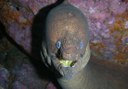 see marine life via open water diving adventure in Puerto de la Cruz