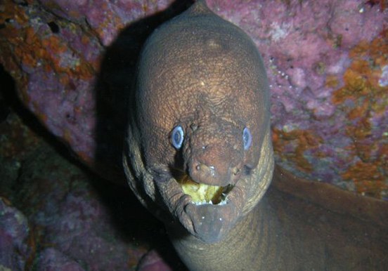 see marine life via open water diving adventure in Puerto de la Cruz