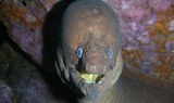 see marine life via open water diving adventure in Puerto de la Cruz
