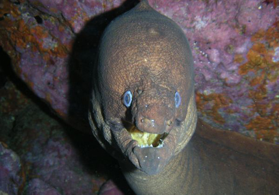 see marine life via open water diving adventure in Puerto de la Cruz
