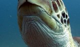 see turtle underwater via open water diving course in Tenerife