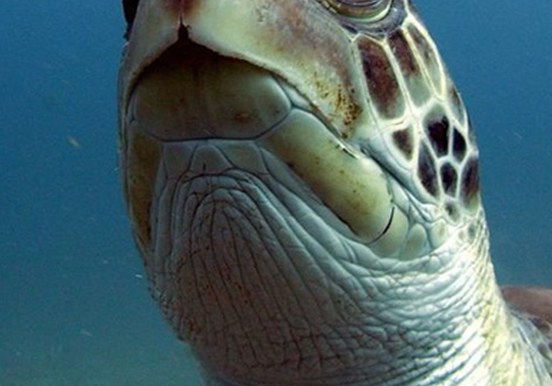 see turtle underwater via open water diving course in Tenerife
