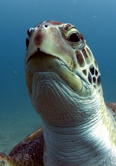 see turtle underwater via open water diving course in Tenerife