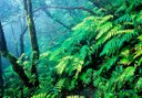 Laurel forest of Anaga.jpeg