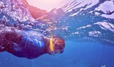 Tenerife snorkelling tour with transfer and picnic lunch.jpg