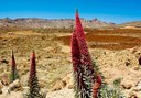 Unique landscape and vegetation in Teide National Park.jpeg