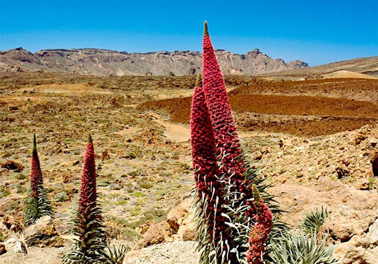 Unique landscape and vegetation in Teide National Park.jpeg