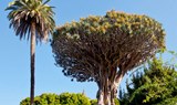 Drago tree in Tenerife.jpeg