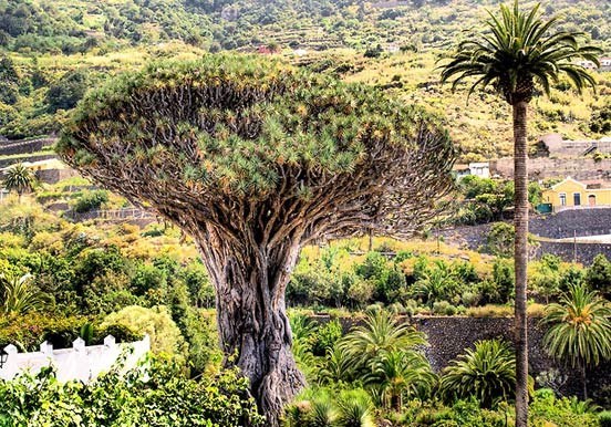Giant drago tree in Icod de los Vinos.jpeg