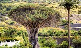 Giant drago tree in Icod de los Vinos.jpeg