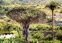 Giant drago tree in Icod de los Vinos.jpeg