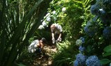 Mountain bike tour through Anaga forests