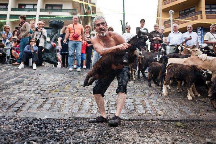 goat-36 (Copy).jpg