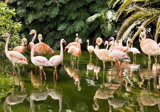 flamingos in Loro Parque