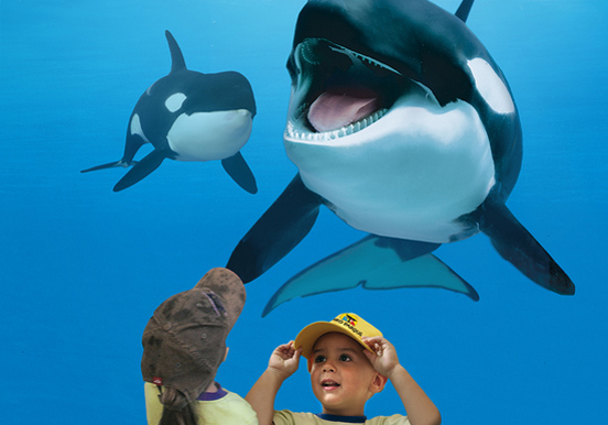 killer whales in Loro Park