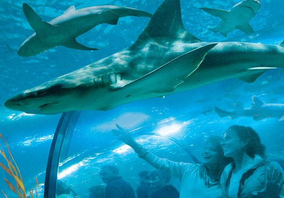 Loro Park's shark tunnel