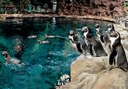 planet penguin in Loro Park