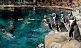 planet penguin in Loro Park