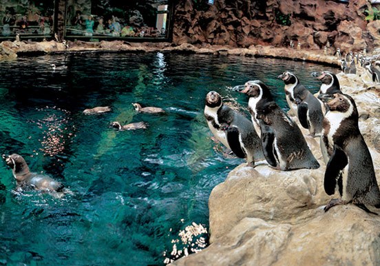 planet penguin in Loro Park