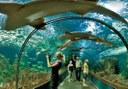 shark tunnel in Loro Parque