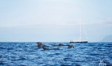 Amazing pod of whales in Tenerife-min.jpg