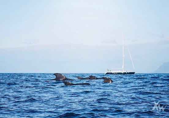 Amazing pod of whales in Tenerife-min.jpg