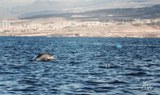 Spot dolphins on boat trip Tenerife-min.jpg