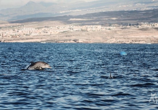 Spot dolphins on boat trip Tenerife-min.jpg