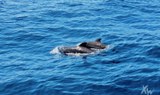 Whale safari in Tenerife-min.jpg