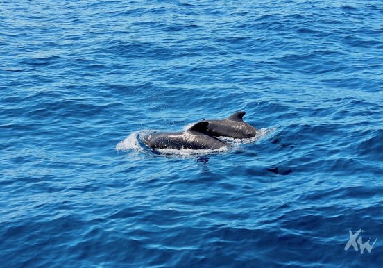 Whale safari in Tenerife-min.jpg