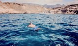 Whalewatching with swimming and snorkel-min.jpg