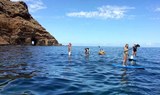 Stand up paddle excursion Tenerife.jpg