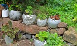 potted plants in El Batan villges