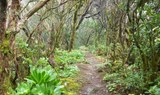 Enchanting laurisilva forest of Anaga.jpg