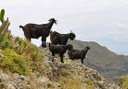 hike via Taborno in Anaga