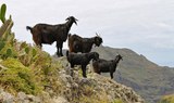 hike via Taborno in Anaga