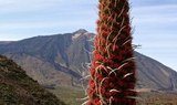 hike to Mount Teide